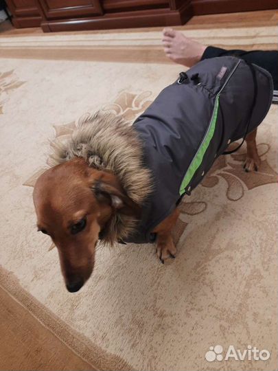 Новый теплый комбинезон для таксы