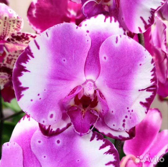 Орхидея Фаленопсис Brother you