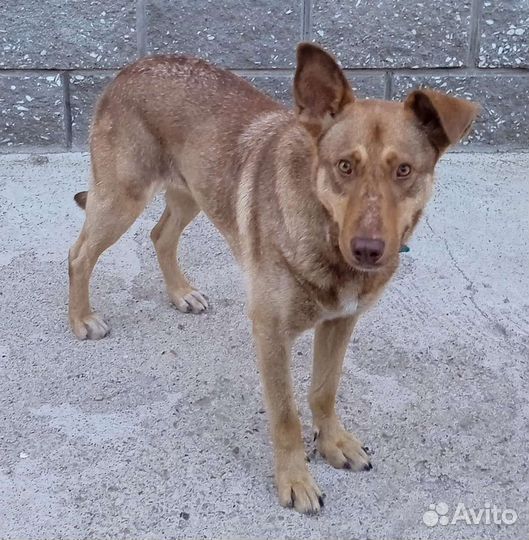 Собака Шеба на охрану дома