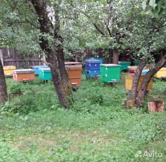 Ульи с пчёлами