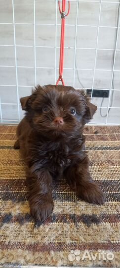 Щенки йорики