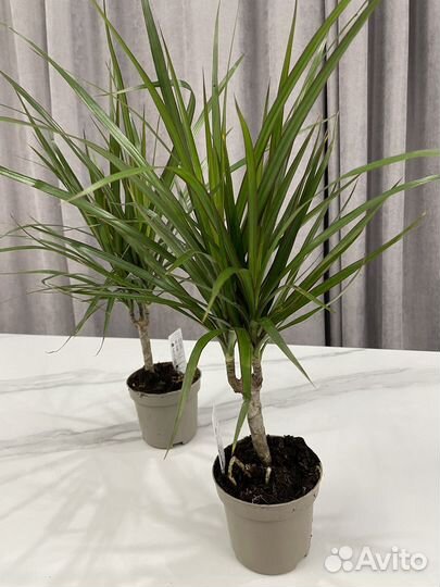 Комнатные растения с доставкой