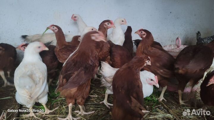 Куры несушки и Петухи 1.5 год, Петушки молодые