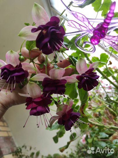 Фуксия Izabela Cieszynska