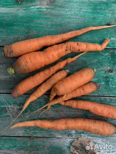 Продаю молодой картофель, морковь, огурцы, кабачки