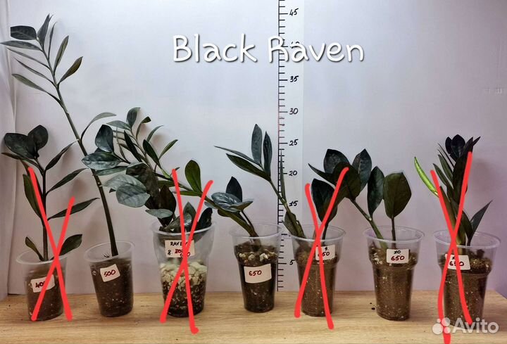 Замиокулькас черный равен (Black Raven)