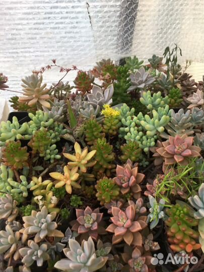 Каменные розы