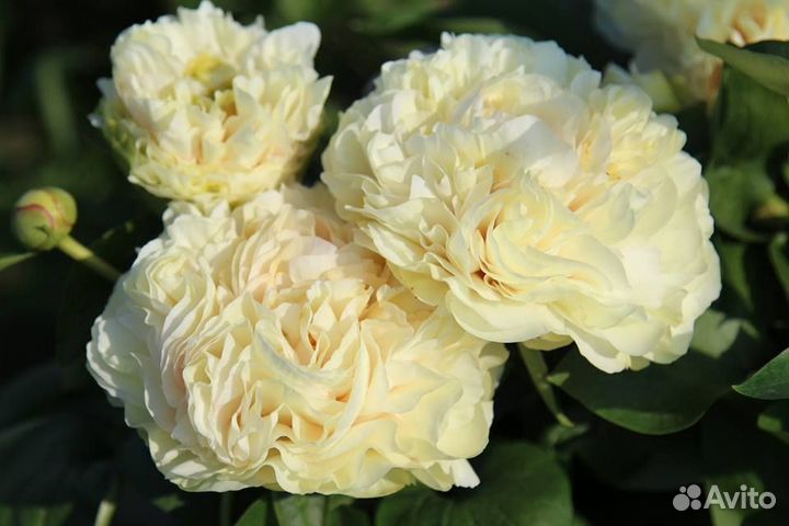 Пионы (корневища) для посадки