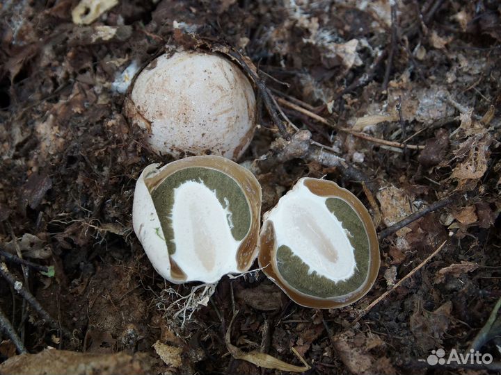 Гриб веселка