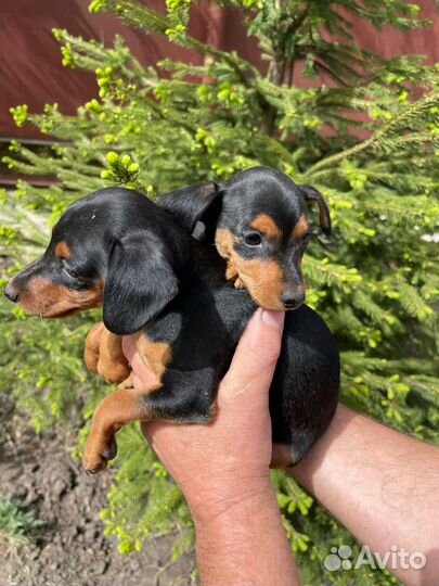 Щенки цвергпинчера