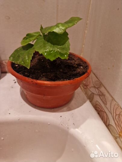 Гибискус красный махровый