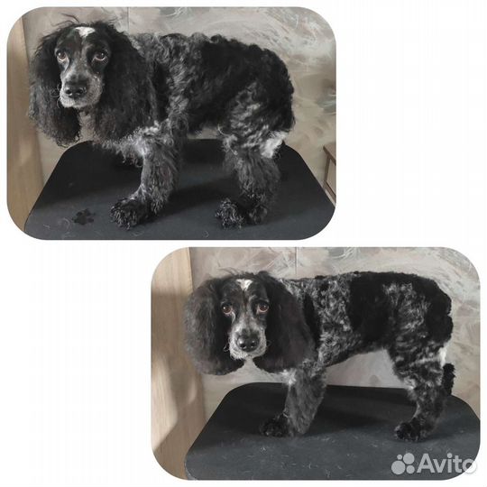 Груминг собак и кошек