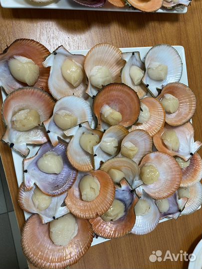Морской еж, гребешок