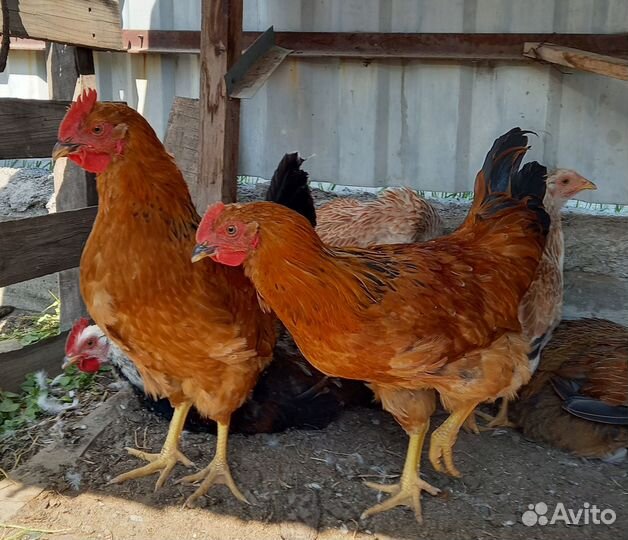 Племенные петухи