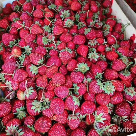 Клубника из Киргизии свежая