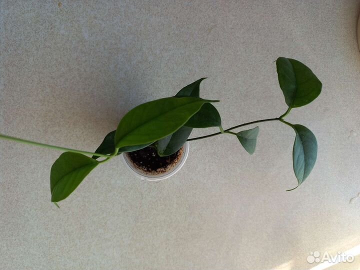 Хойя 7сортов