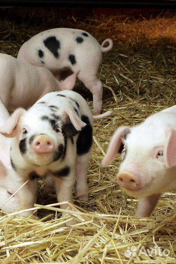 Продажа поросят
