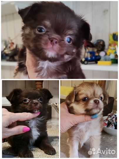 Супер детки чихуахуа элита