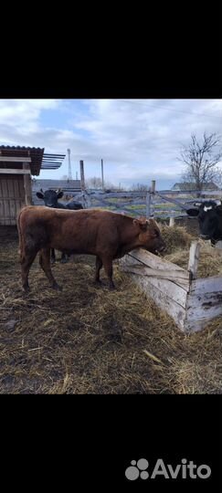 Быки на племя 1.2 года