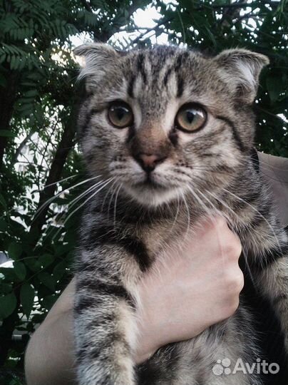 Вислоухий котёнок ищет хозяина