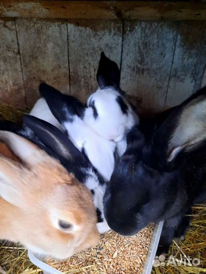 Кролики мясных пород