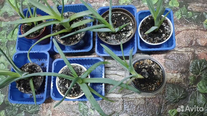 Алоэ лечебный, 6 штук