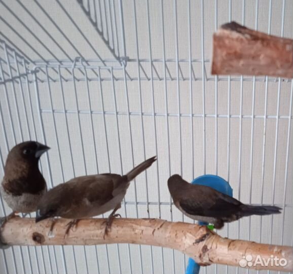 Японские амадины