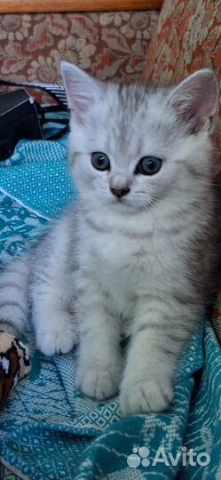 Британский котик