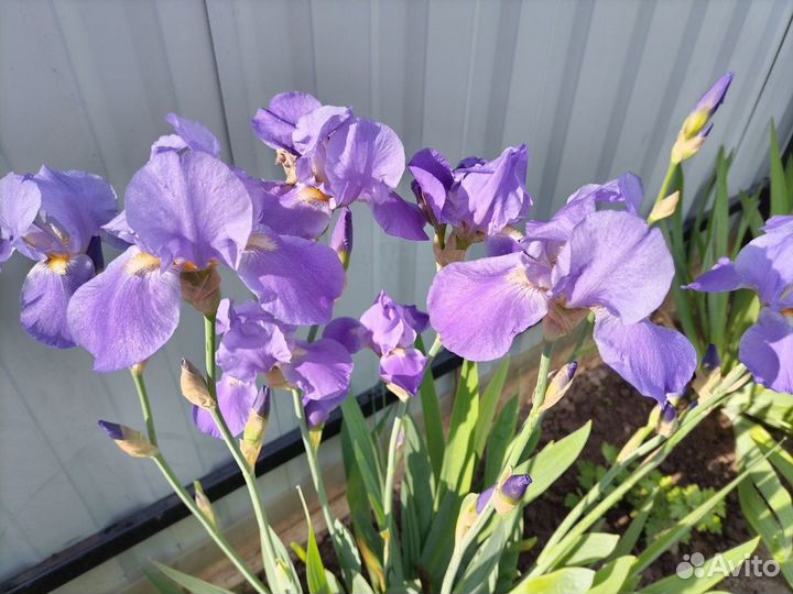 Ирисы