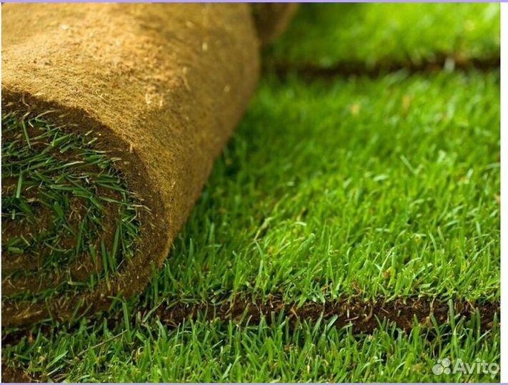 Рулонный газон Спортивный