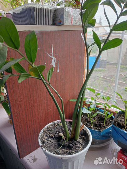 Замиокулькас