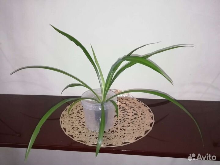 Хлорофитум