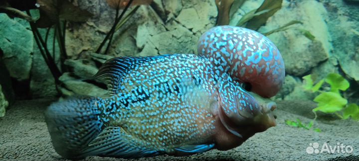 Фловер хорн / Флауэр хорн / Flower Horn