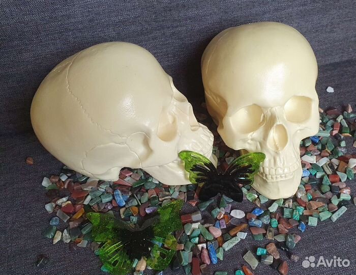 Череп. Пластик