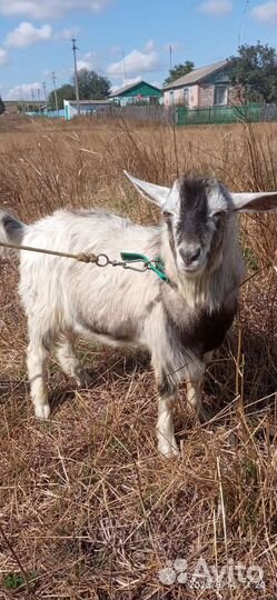 Козел альпийский