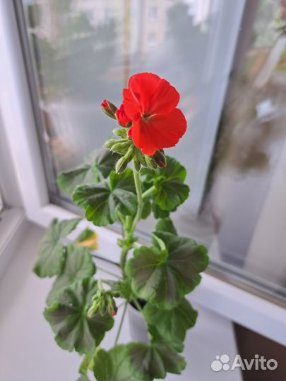 Пеларгония герань Найт Скарлет