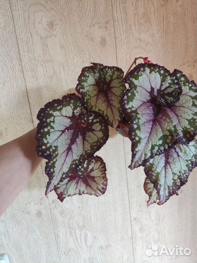 Бегонии и бальзамиы