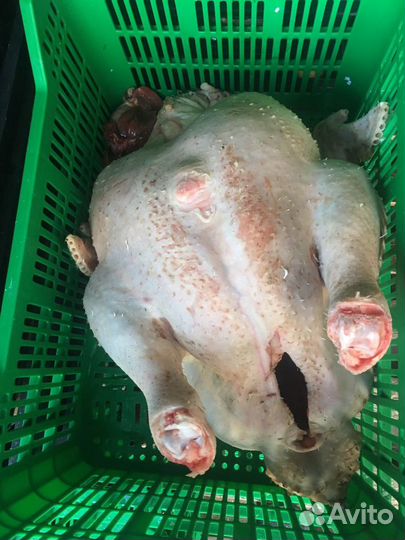 Мясо индейки