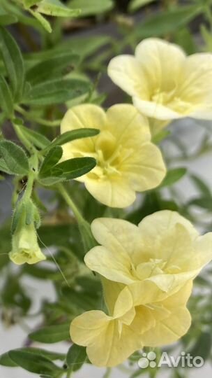 Калибрахоа укорененные черенки