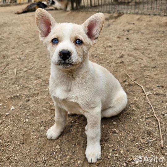 Бульхас (щенки)