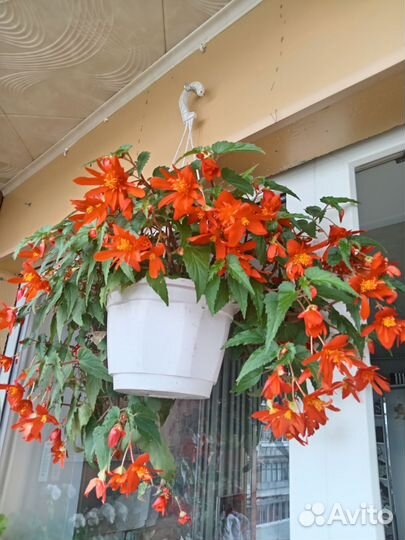 Бегония ампельная