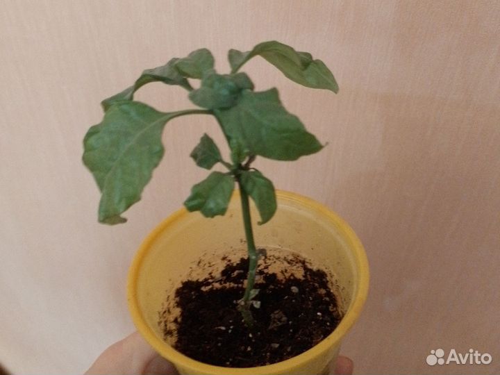 Фикусы, кактус, сансеверии