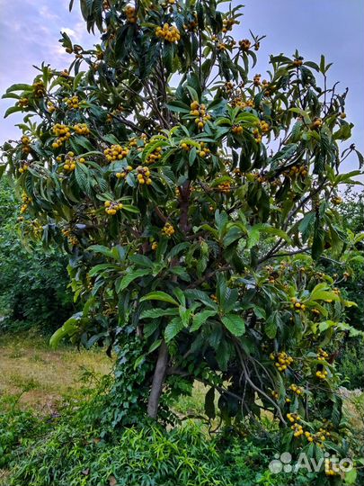 Мушмула японская