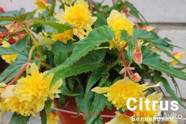 Бегония беллекония