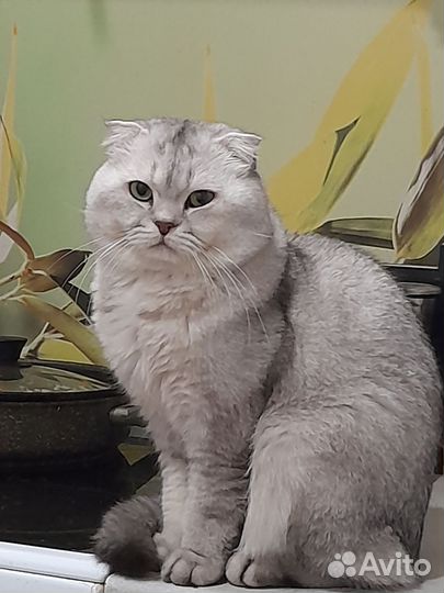 Домашние животные кошки