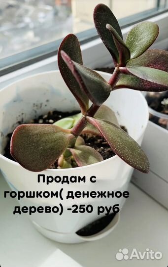 Толстянка, каланхоэ
