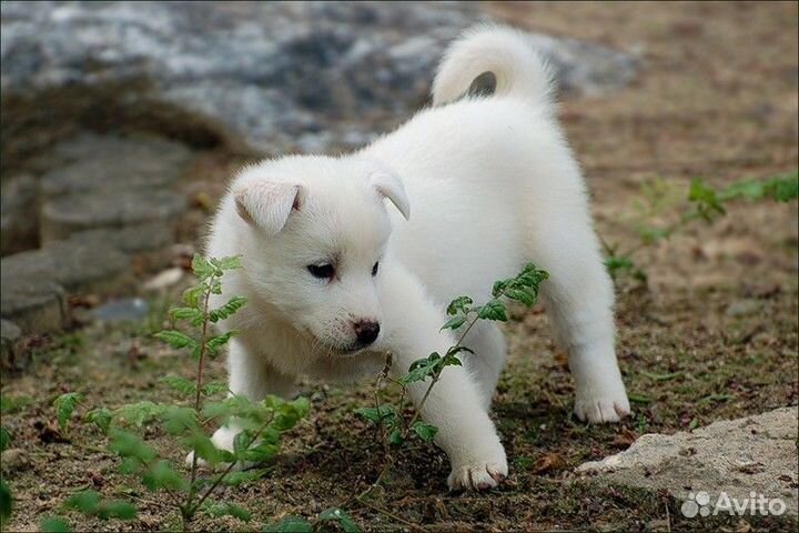 Отдам бесплатно щенок