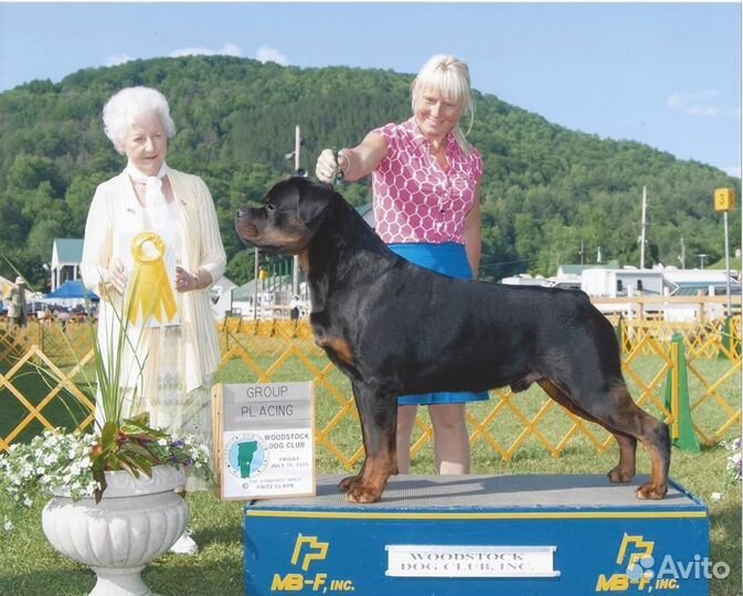 Щенки ротвейлера