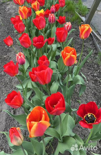 Луковицы тюльпанов