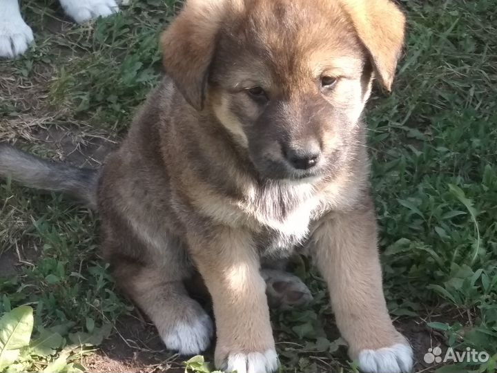 Отдам в добрые руки